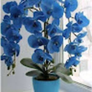 Meet your Posher, Sandy